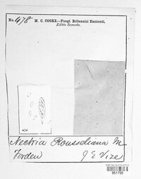 Pseudonectria buxi image